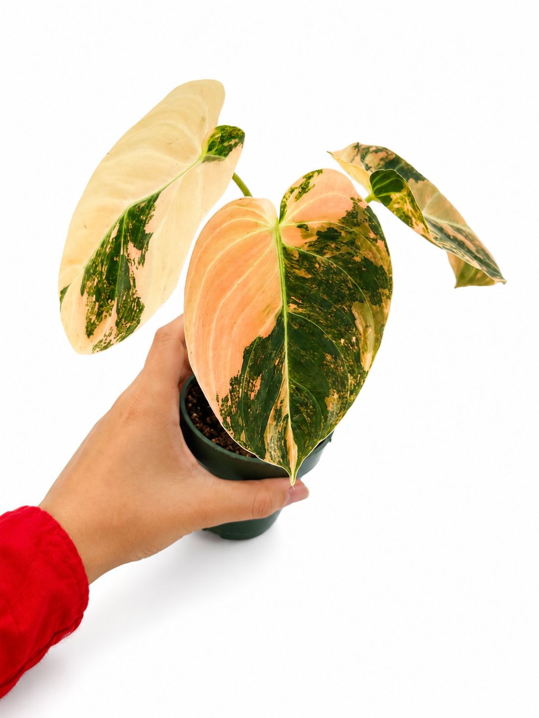 Philodendron melanochrysum orange 3”