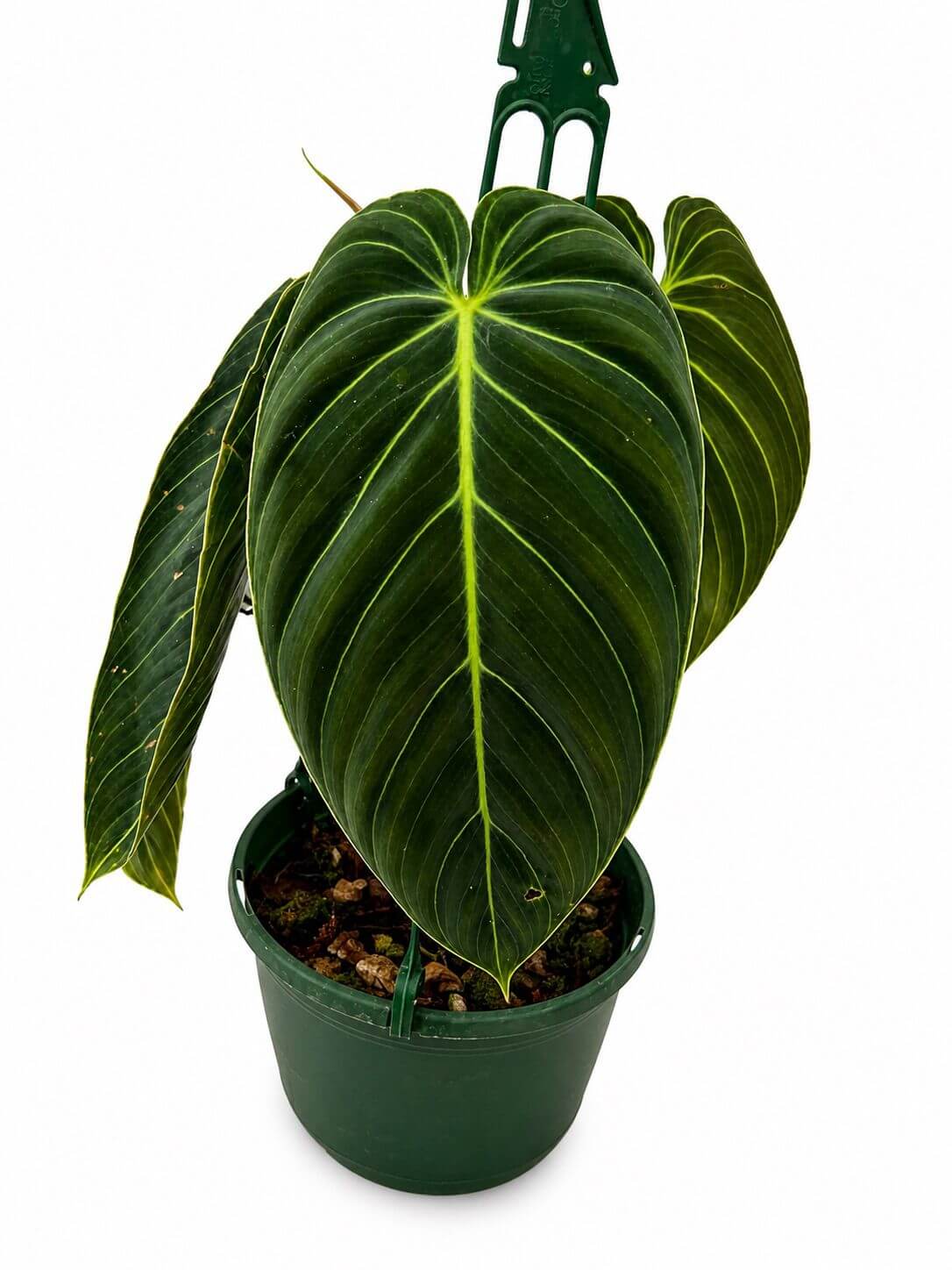 Philodendron melanochyrsum 6”