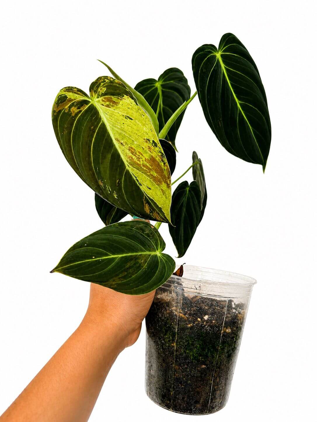 Philodendron melanochyrsum variegated 5”