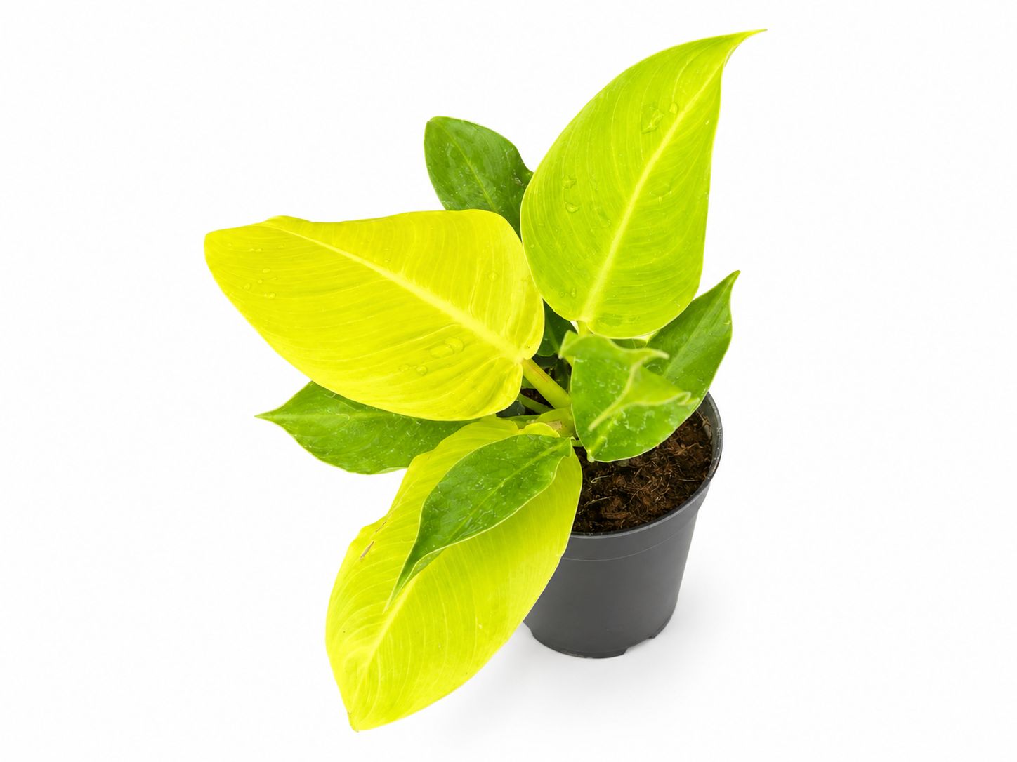 Philodendron moonlight 4”