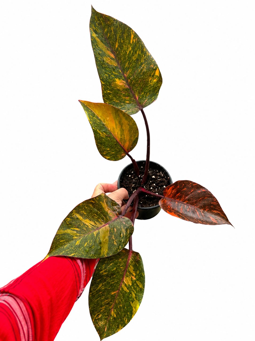 Philodendron orange princess 4”