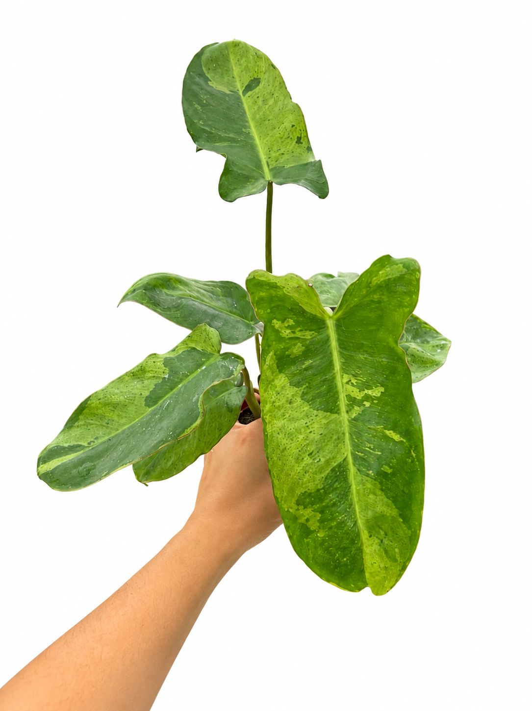 Philodendron paraiso verde 3”