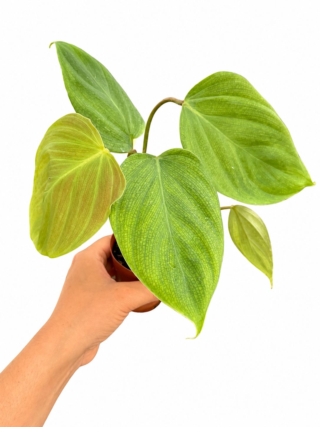 Philodendron pastazanum silver 3”