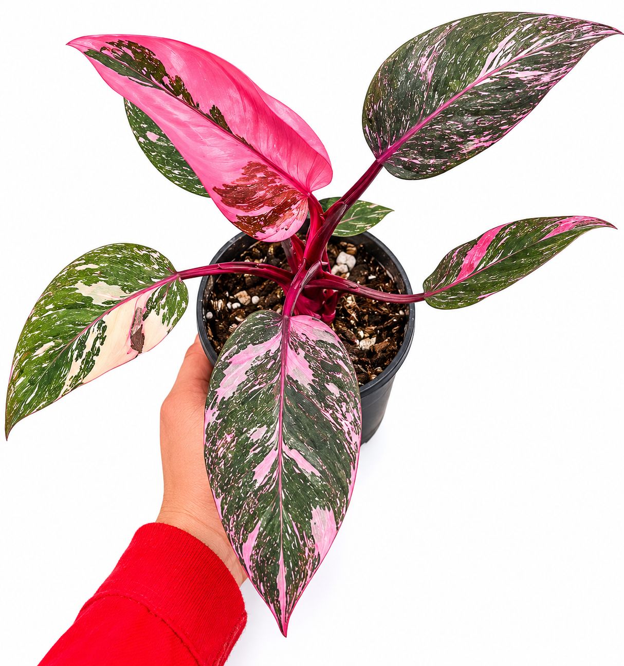 Philodendron pink princess galaxy 4”