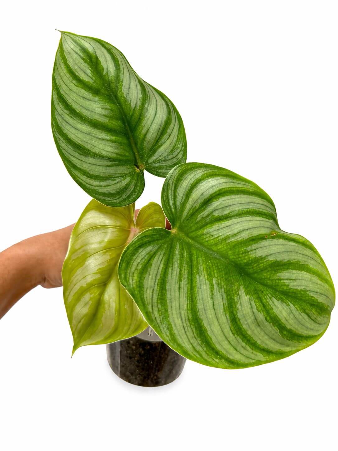 Philodendron plowmani citrus 4”