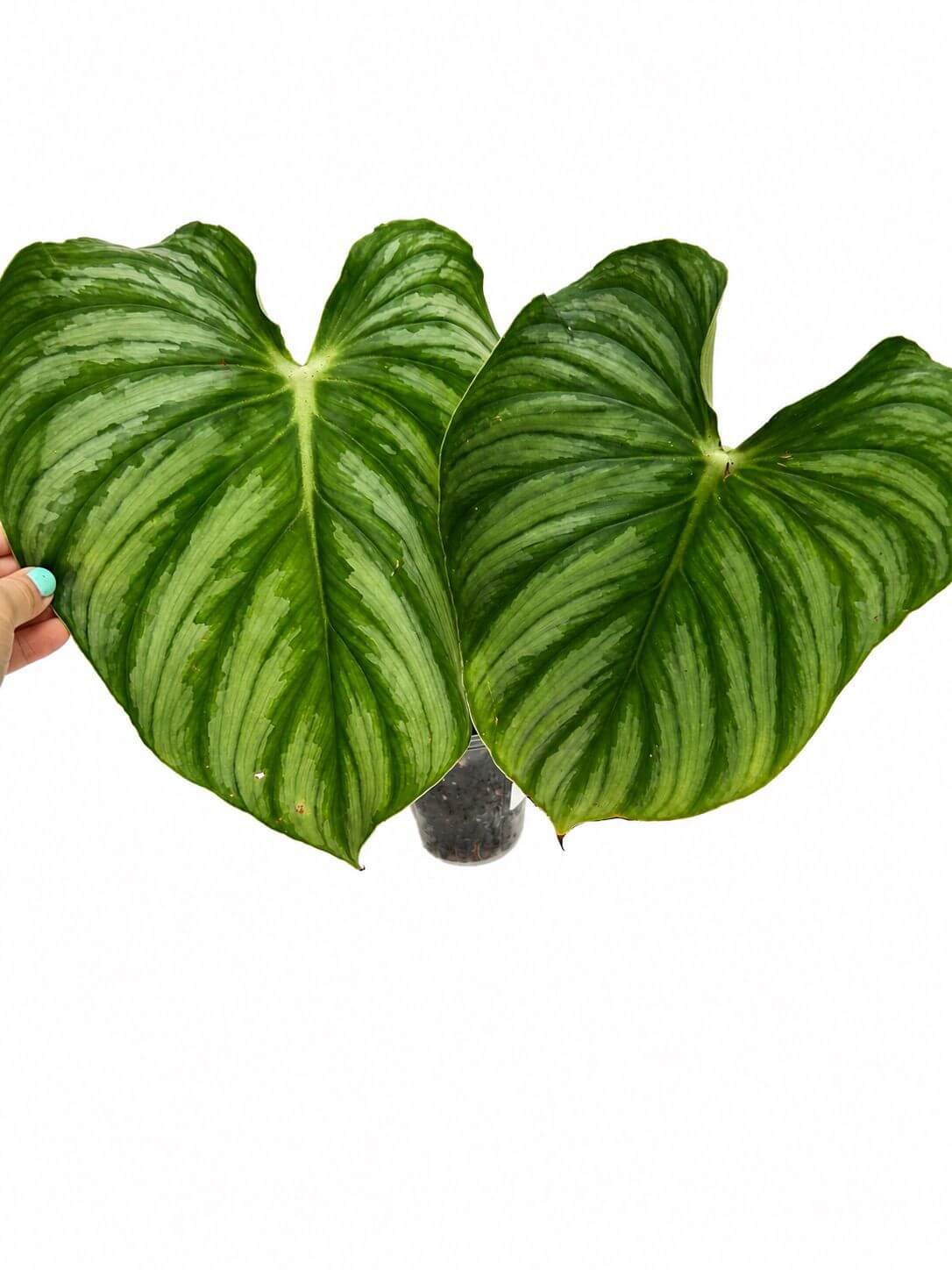 Philodendron plowmani citrus big one 5”