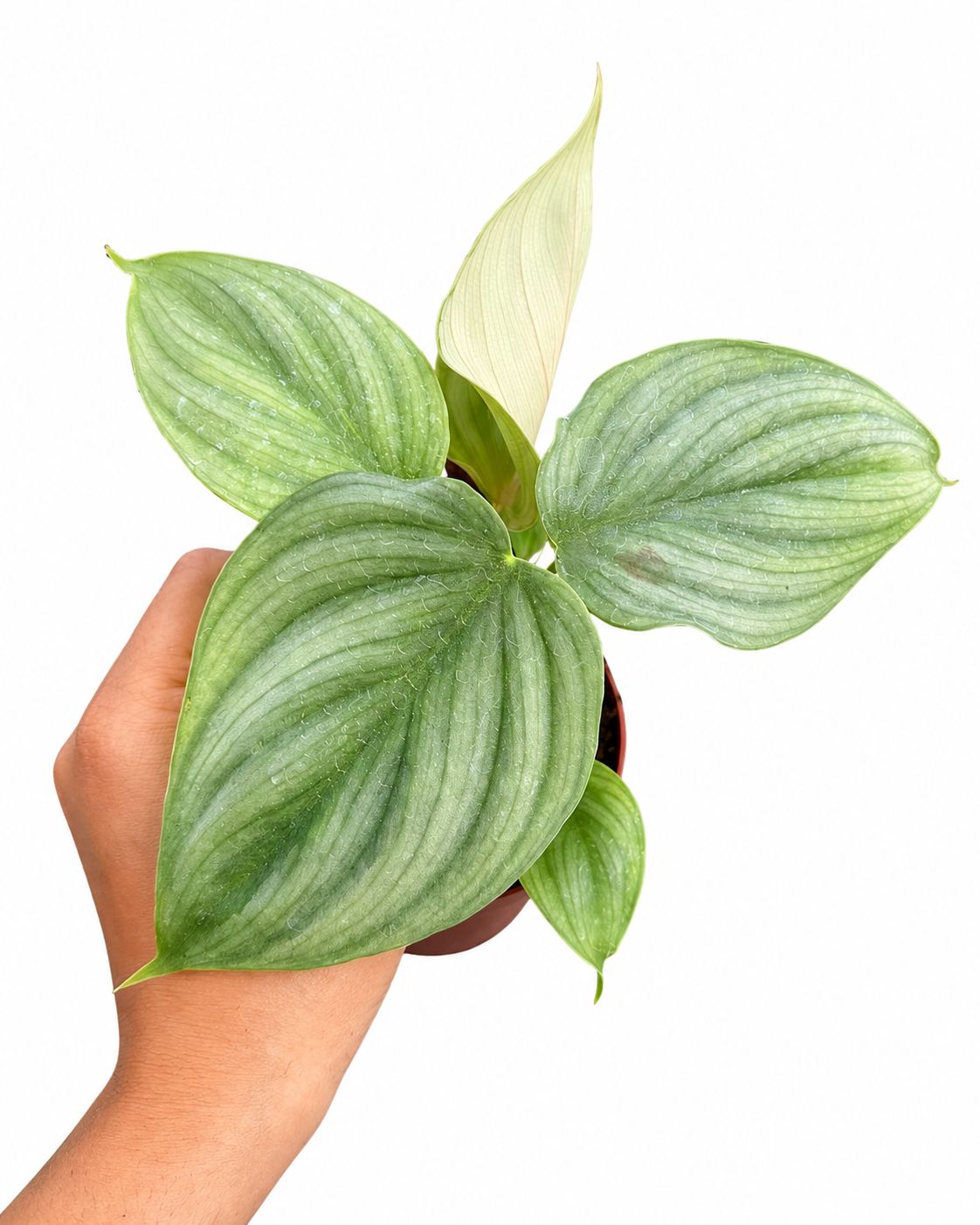 Philodendron plowmani silver 3”