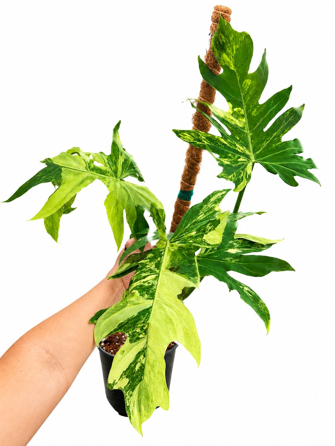 Philodendron radiatum variegated 1GL
