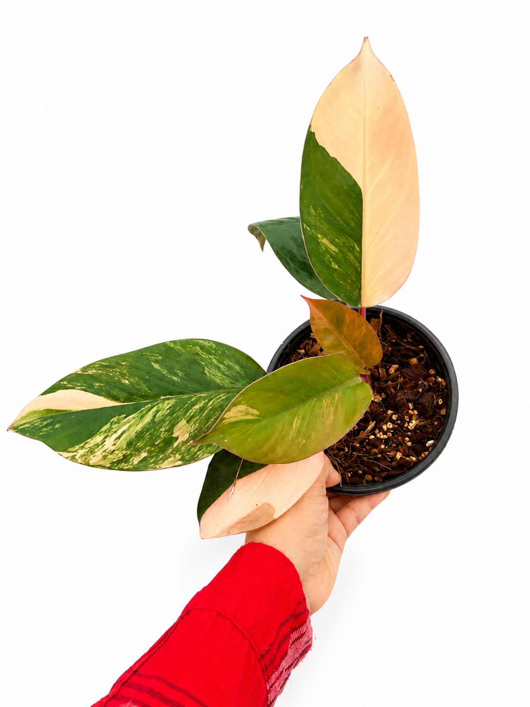 Philodendron red Congo variegated 6”