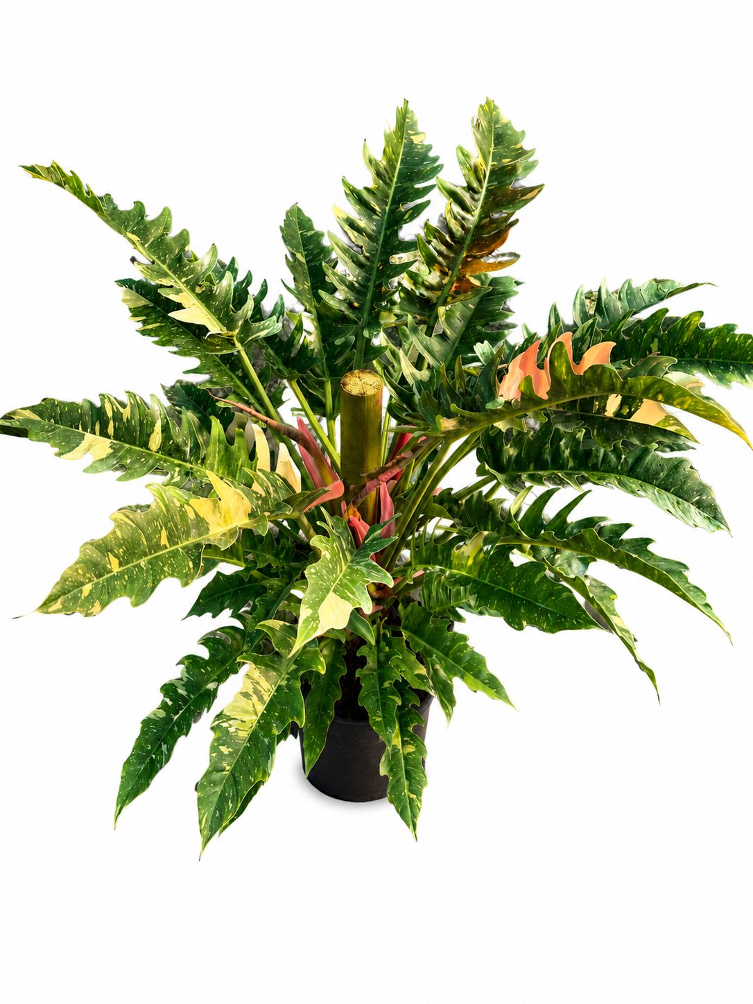 Philodendron ring of fire 1GL