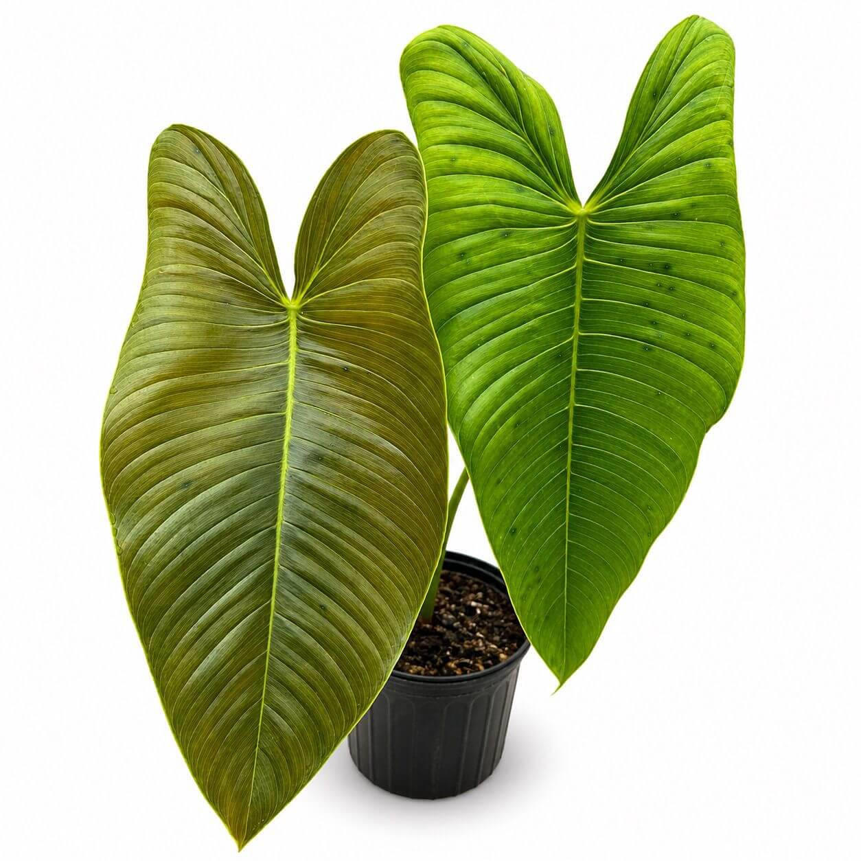 Philodendron sharoniae 1GL