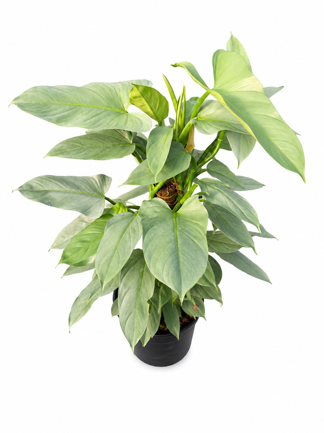Philodendron silver sword 1GL