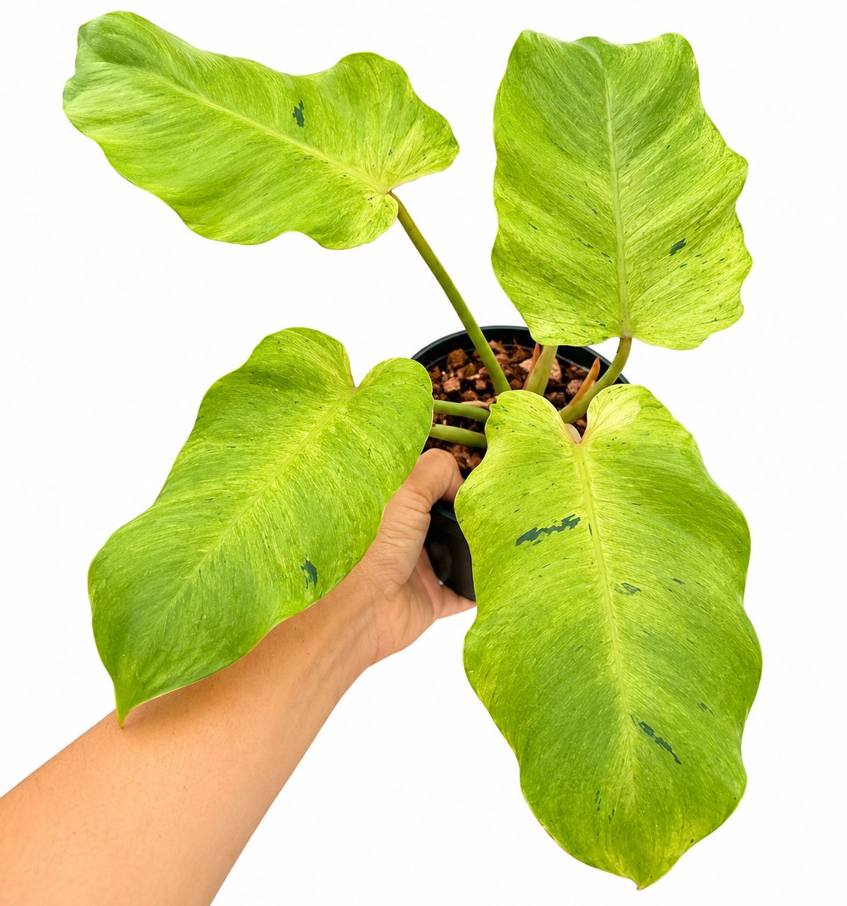 Philodendron snowdrift 4”