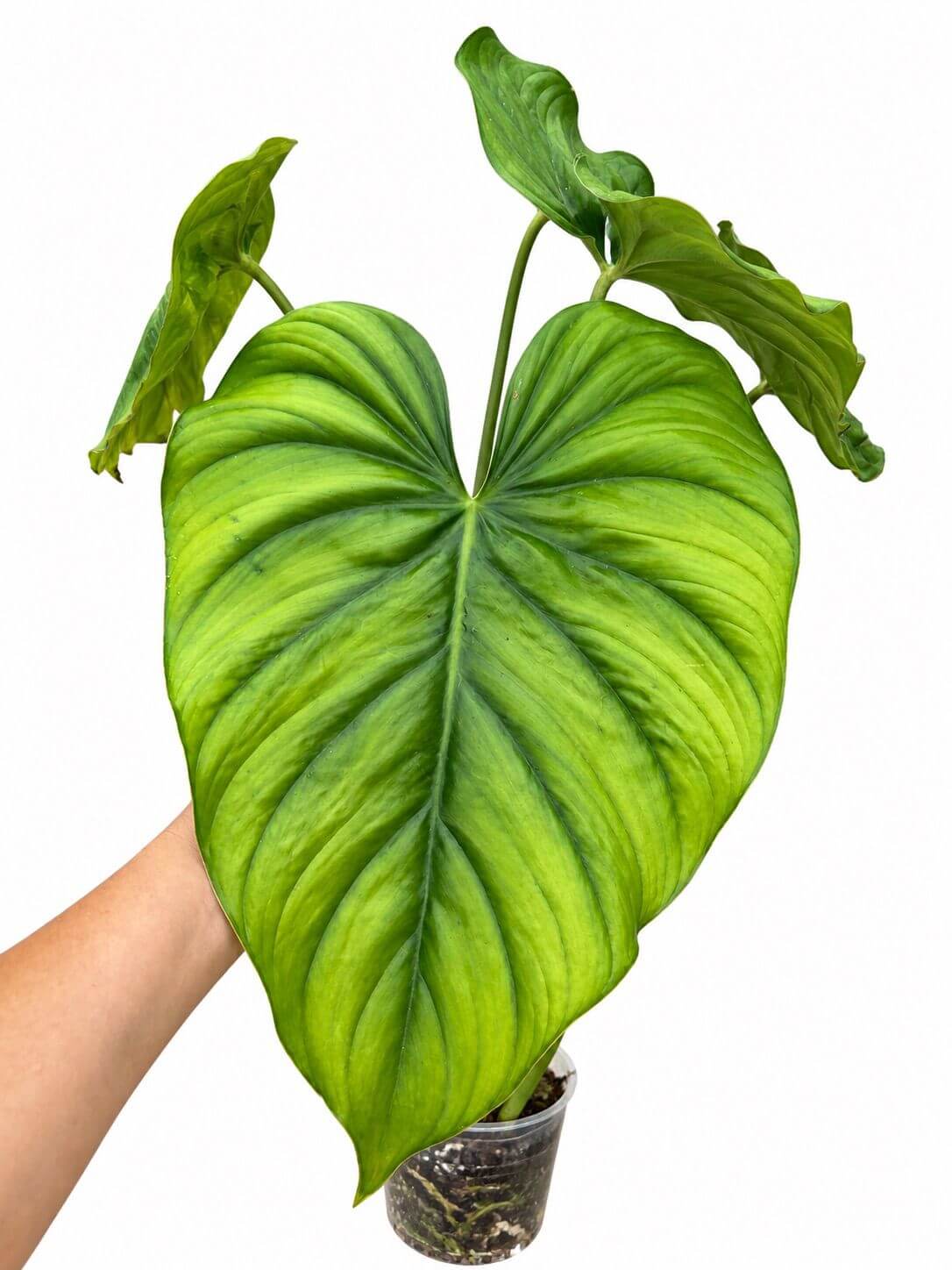 Philodendron sp Colombia 5”