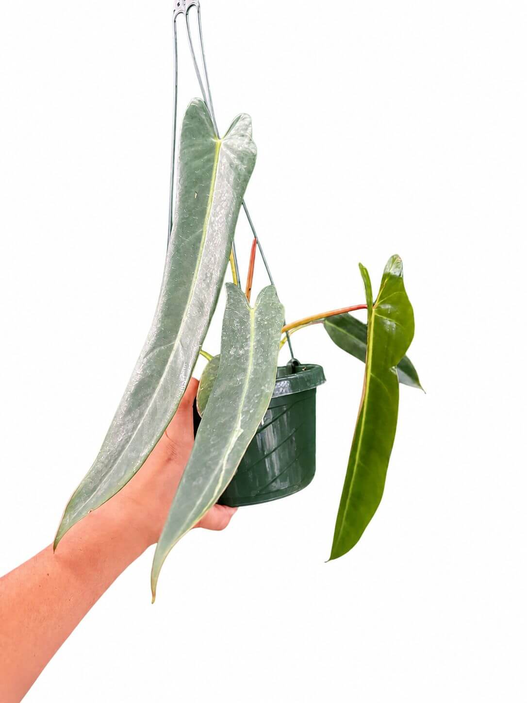 Philodendron spiriti Santi 6”