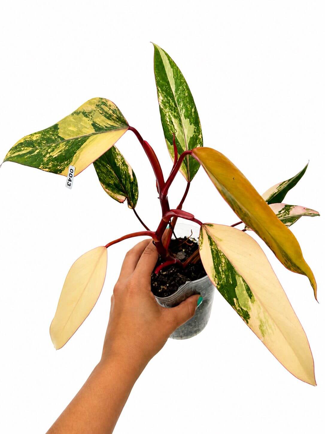 Philodendron strawberry shake 4”
