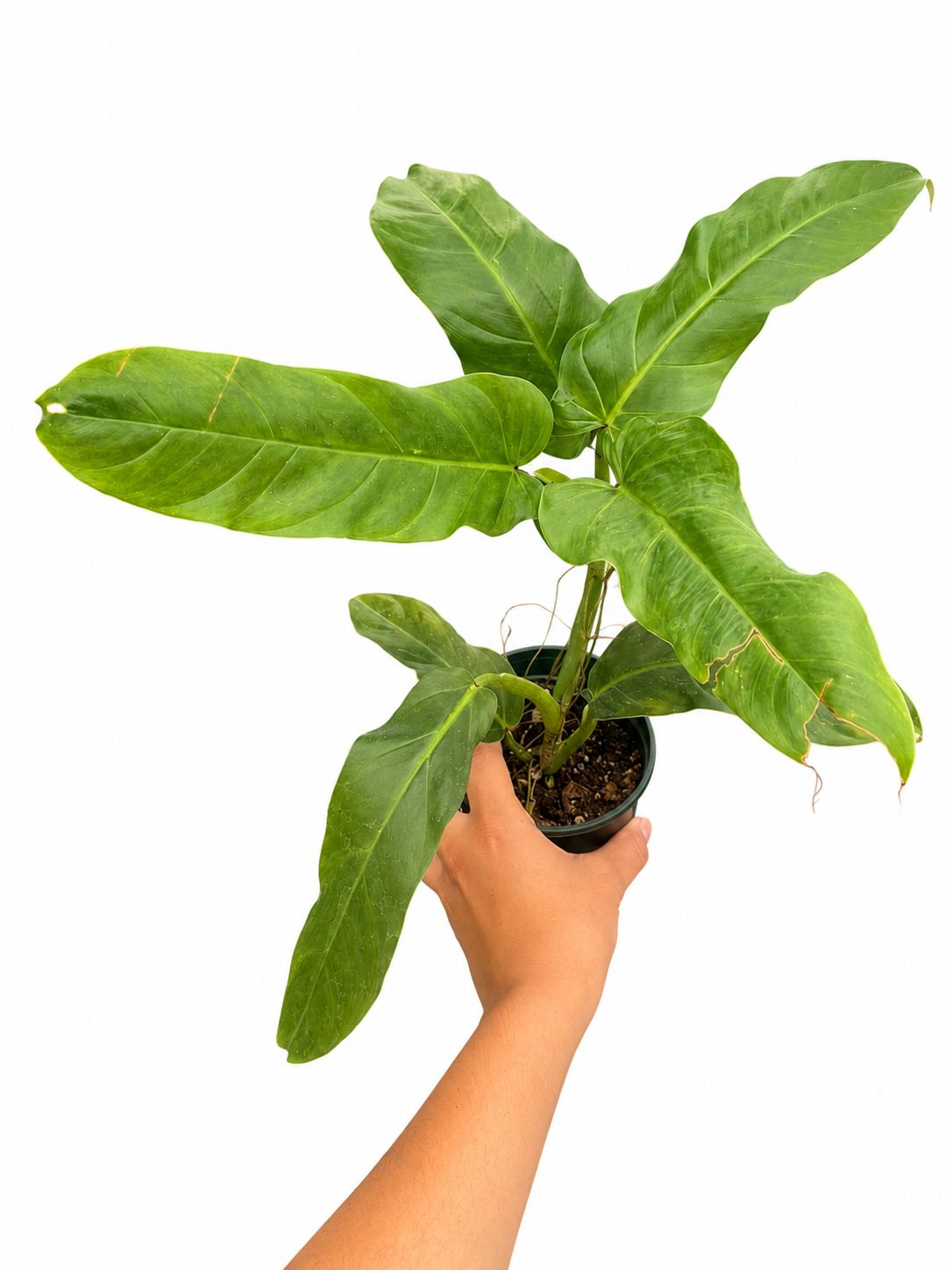 Philodendron subhastatum 4”