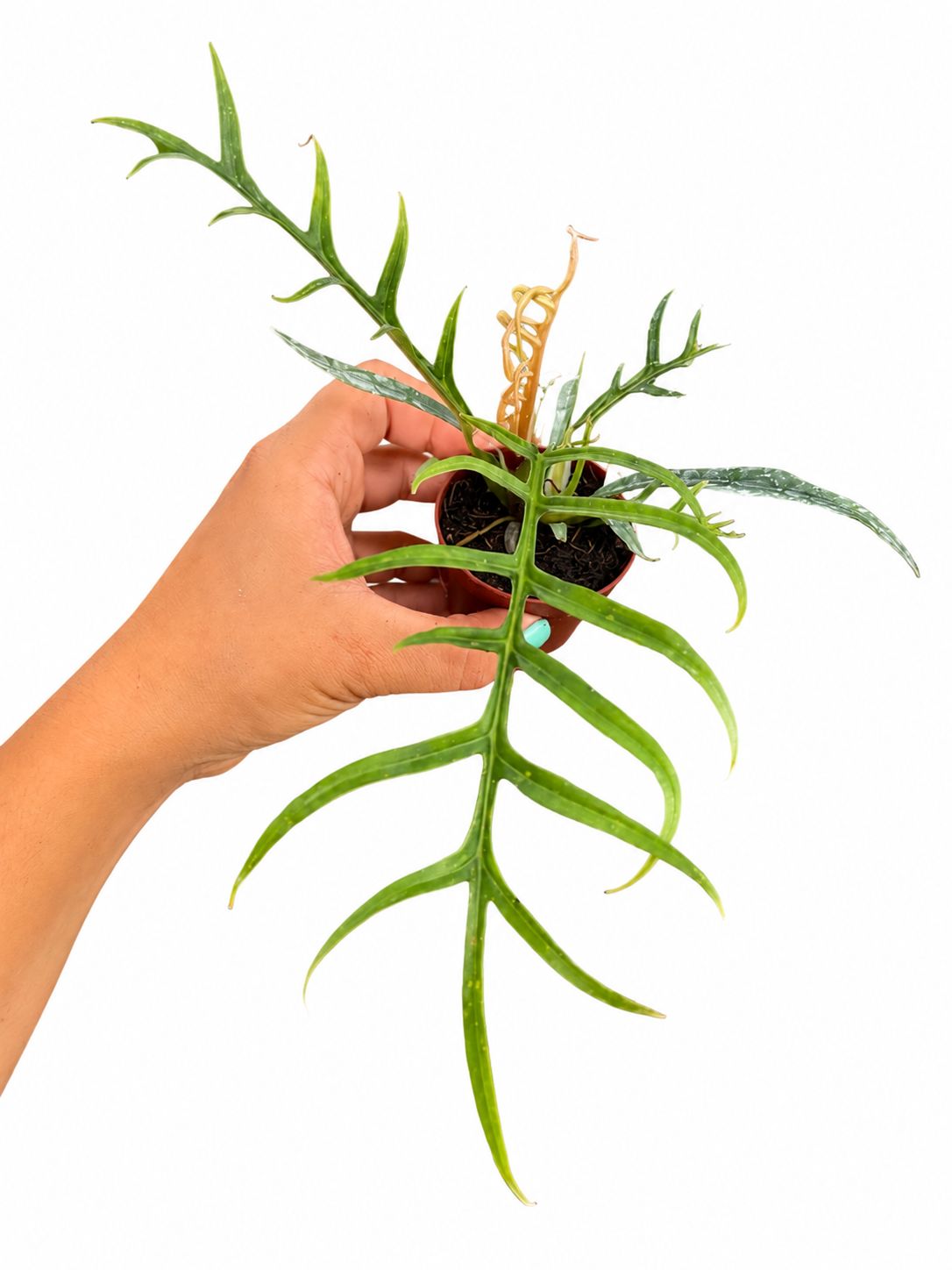Philodendron tortum 3”