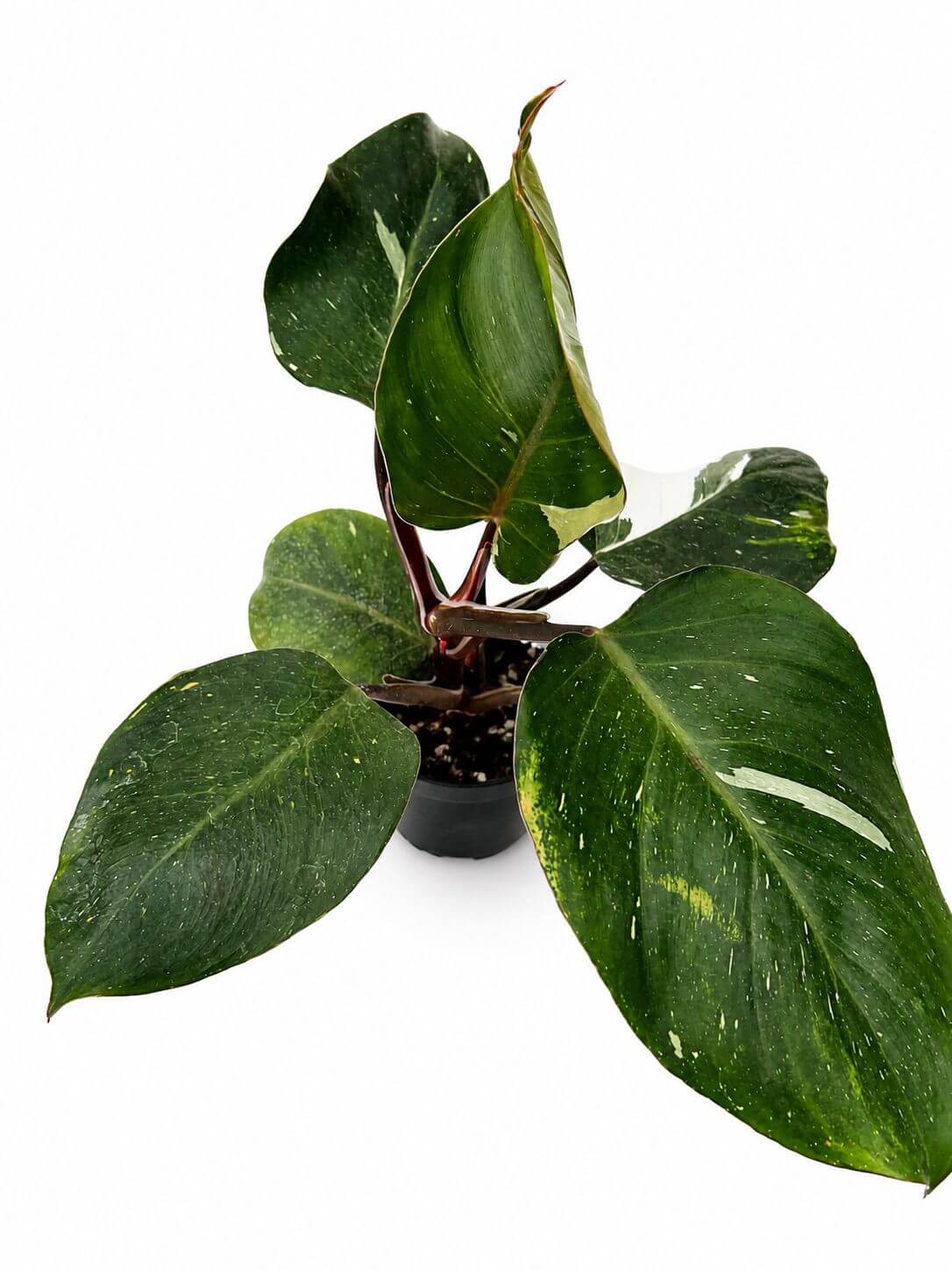 Philodendron white knight 5”