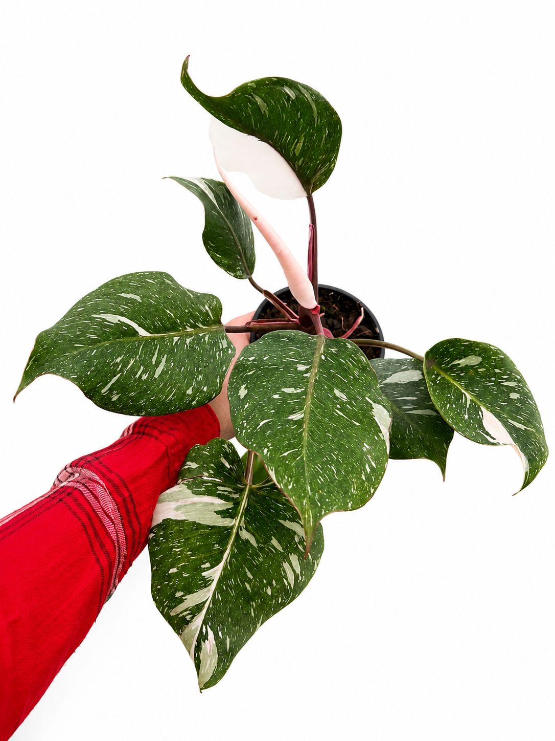 Philodendron white knight marble 4”