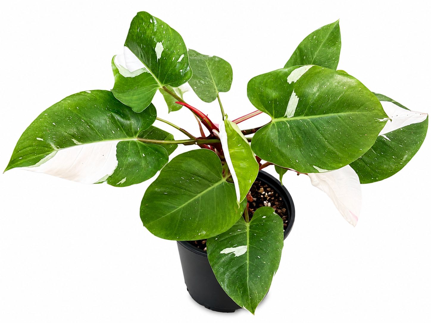 Philodendron white princess 6”