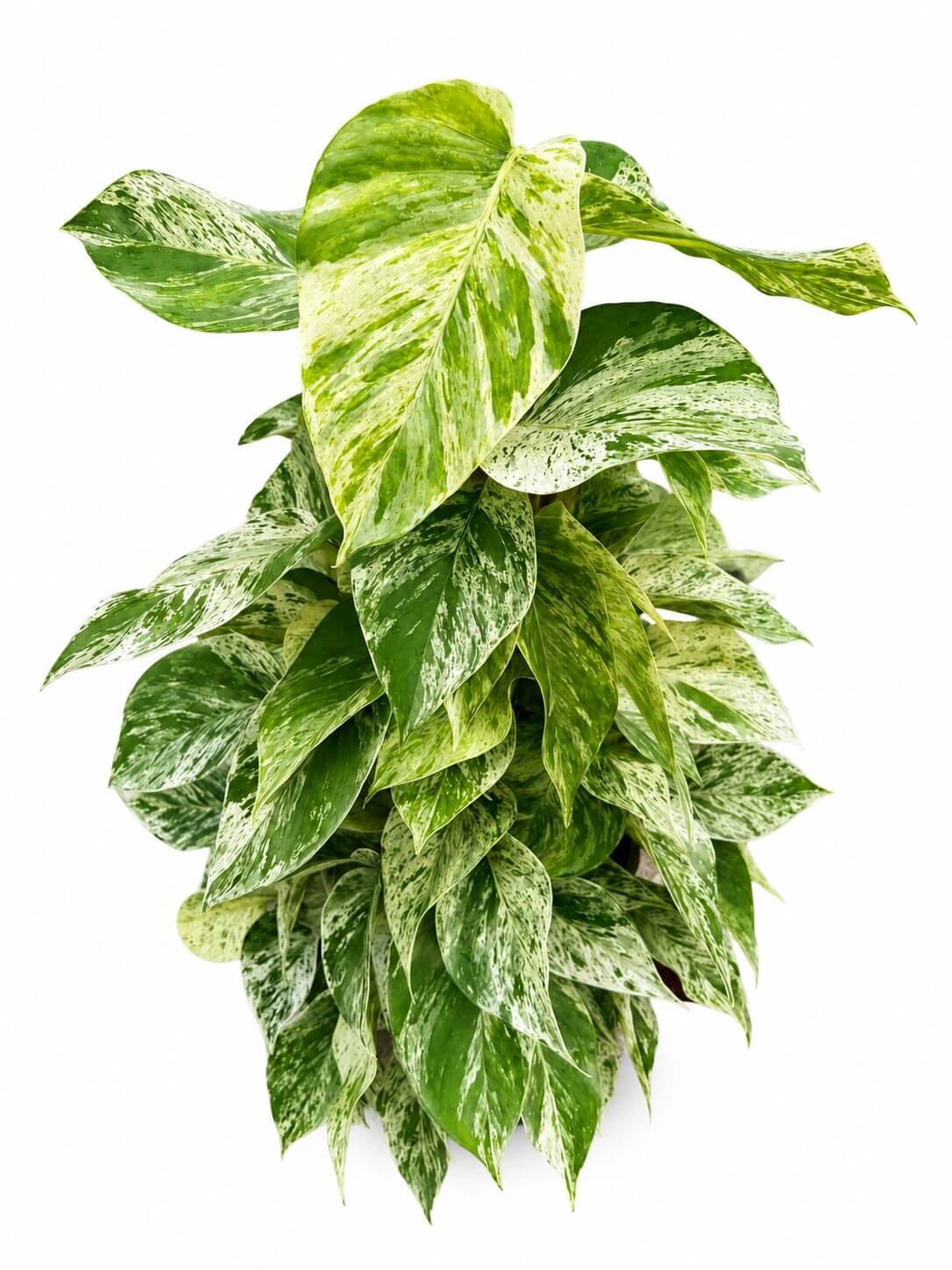 Pothos Marble 8” tall and beautiful