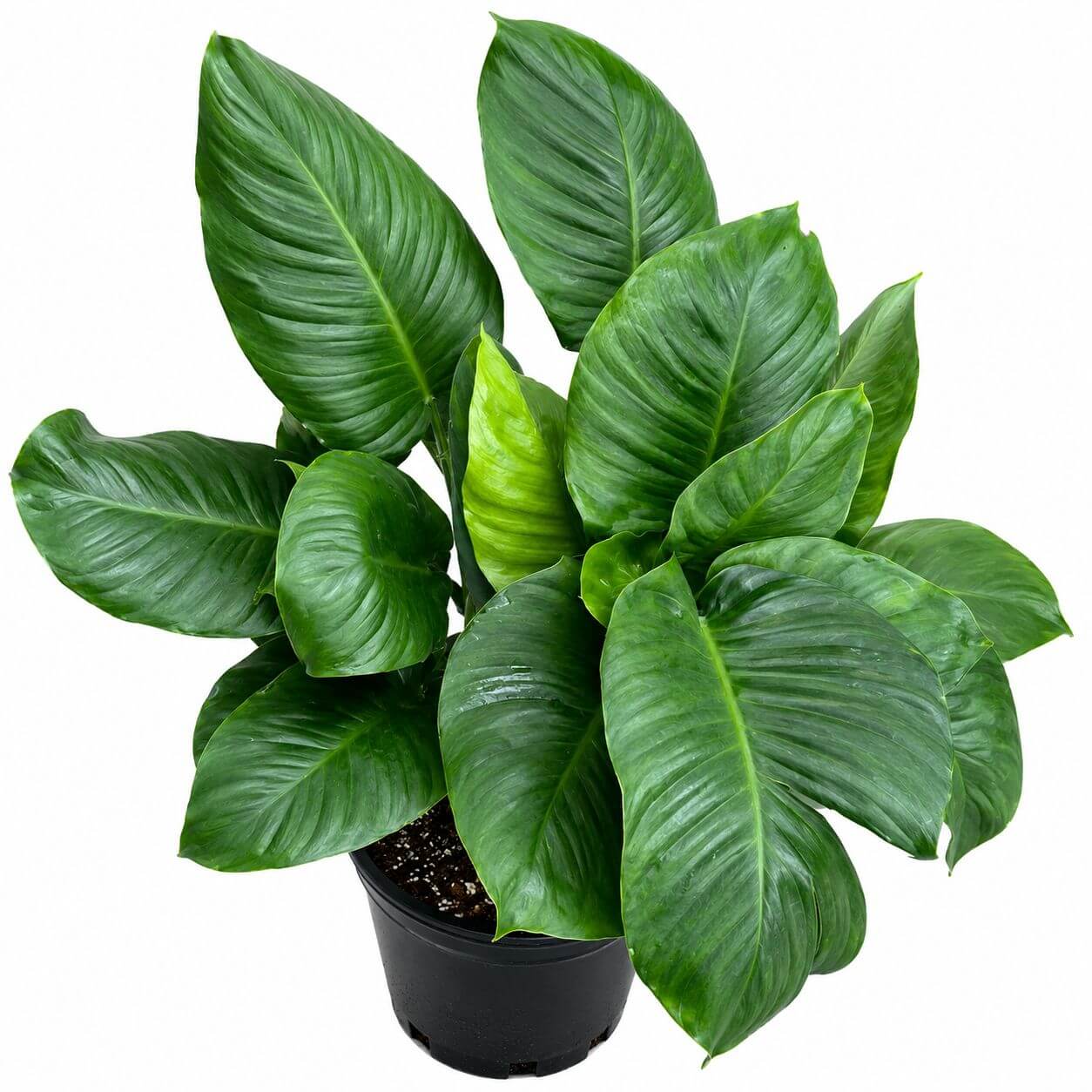 Pothos green 8”