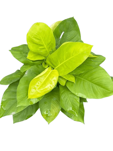 Pothos lemon 8”