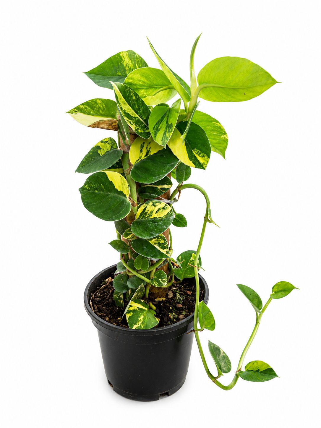 Rhapdhidhora hongkongensis 5”