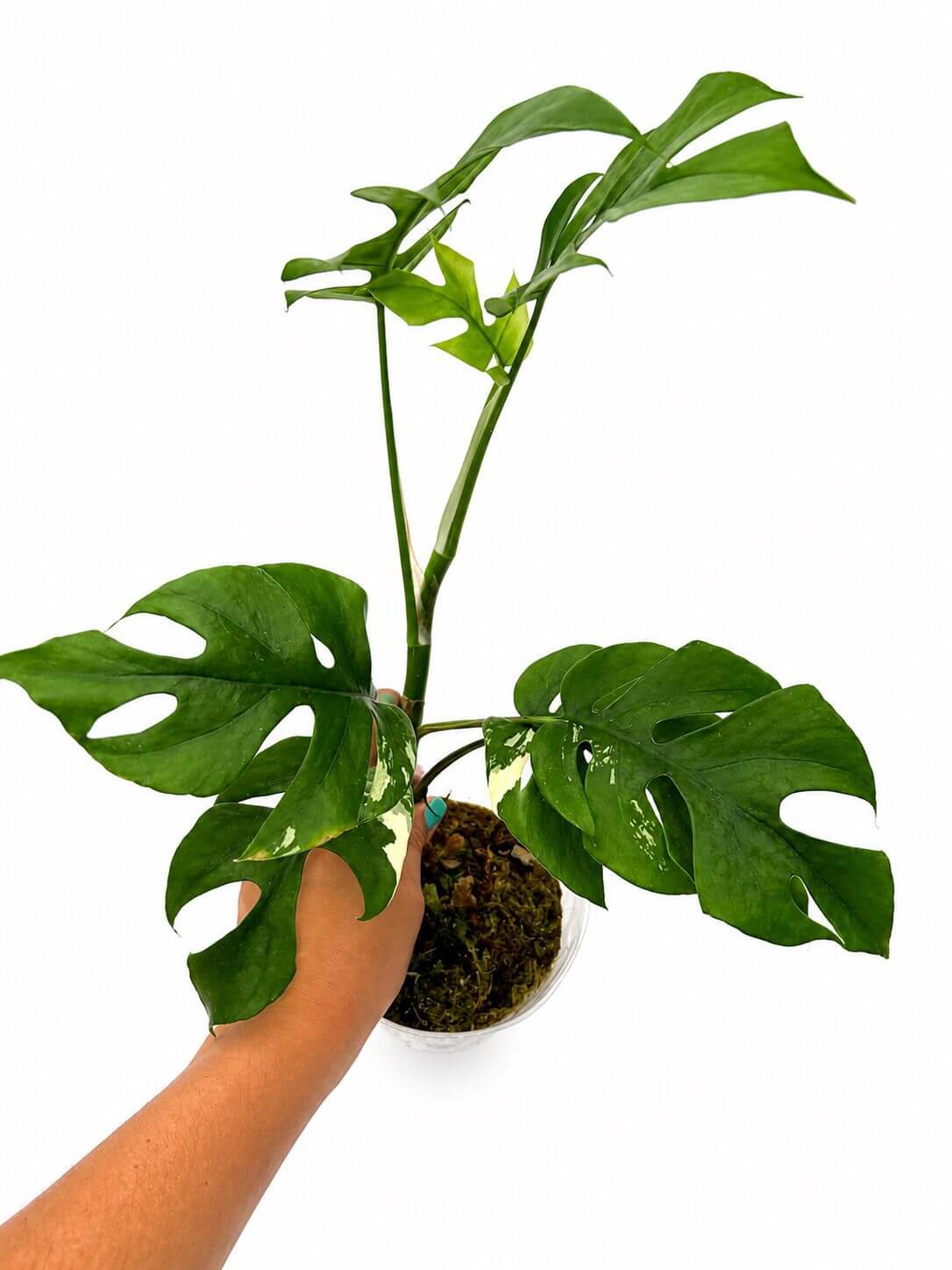 Rhapdhidhora tetrasperma variegated 5”