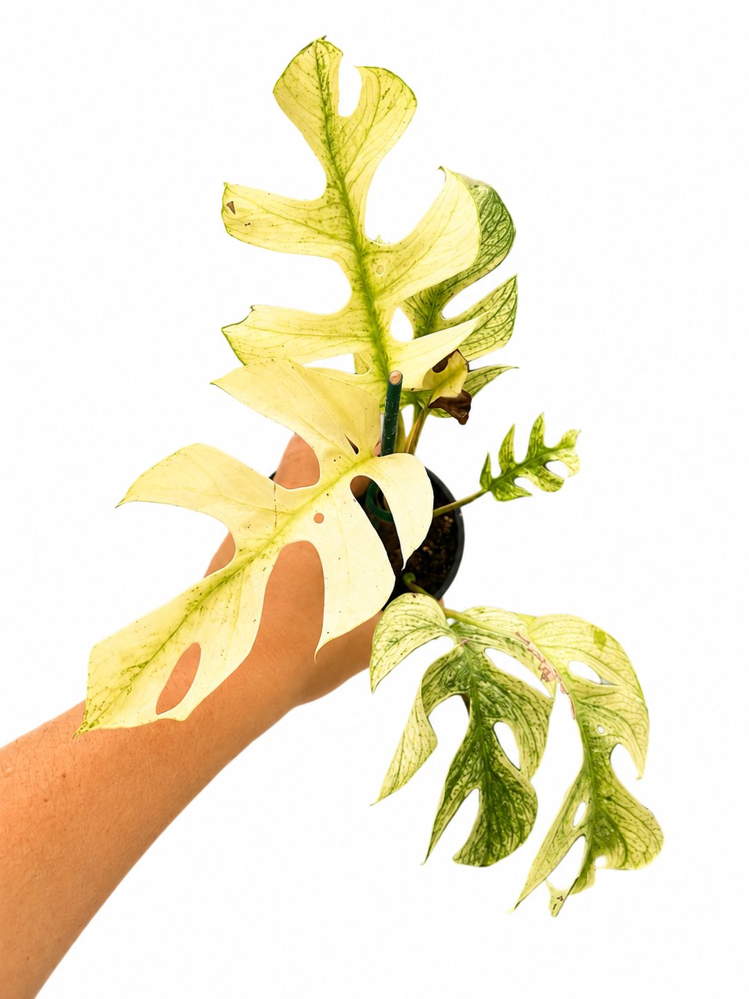 Rhaphidophora white monster 3”