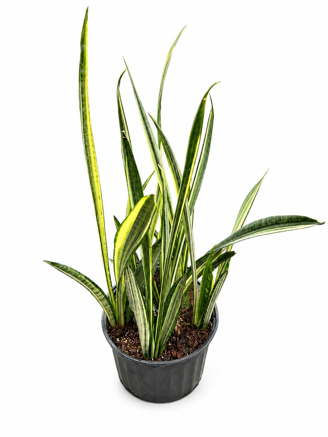 Sanseveria bantel 1GL