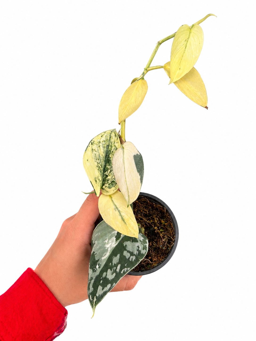 Scindapsus Mayari 3”