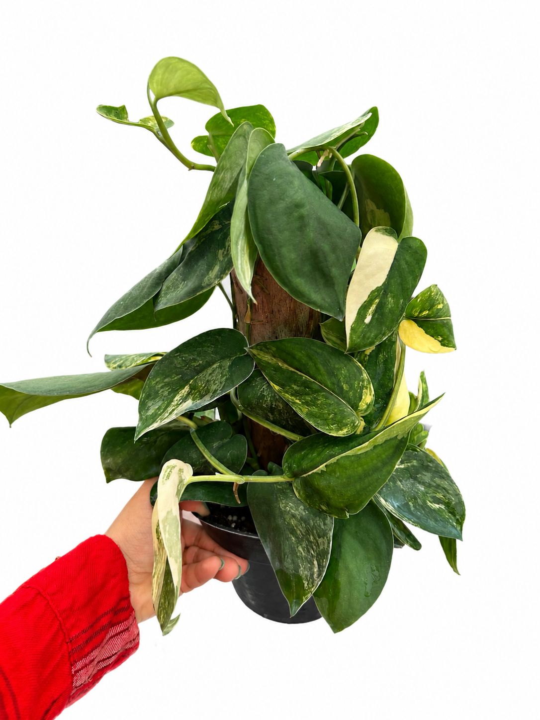 Scindapsus aurea 6”