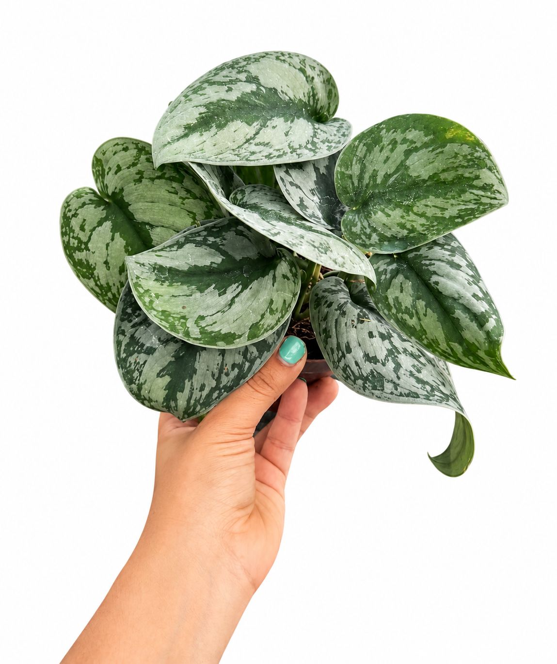 Scindapsus exotica 4”