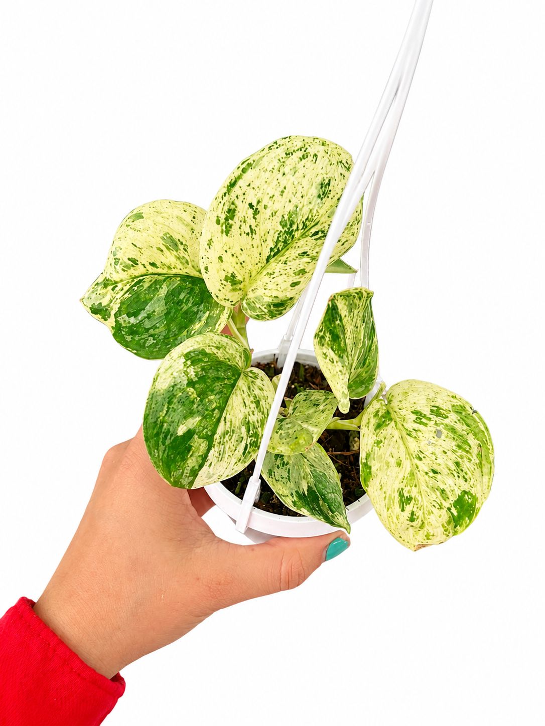 Scindapsus marble 3”
