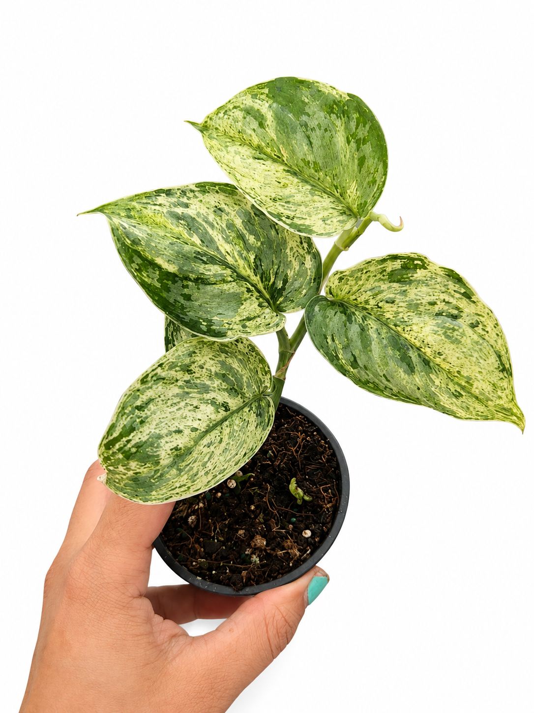 Scindapsus peasum 3”