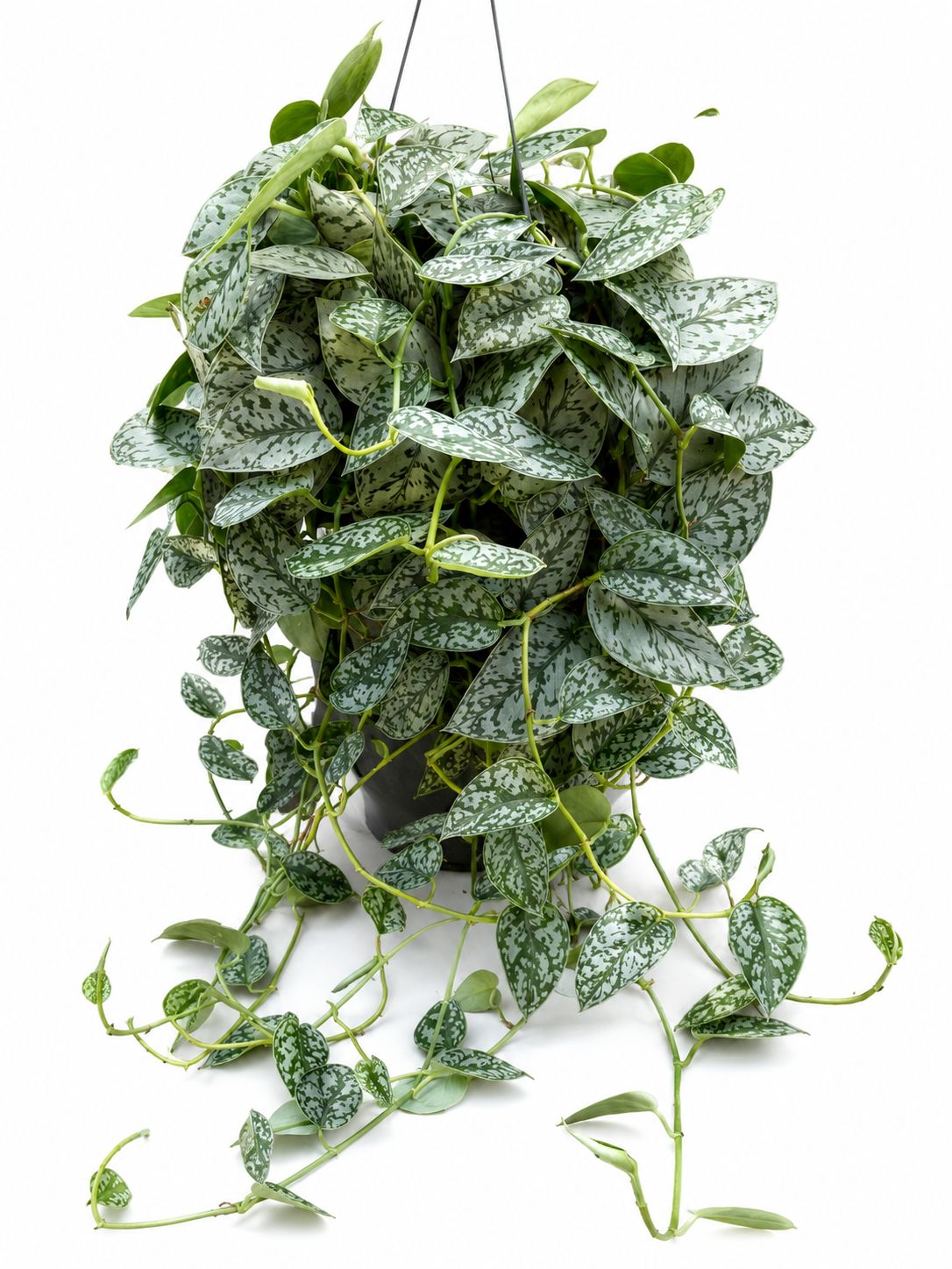 Scindapsus silver lady 8”