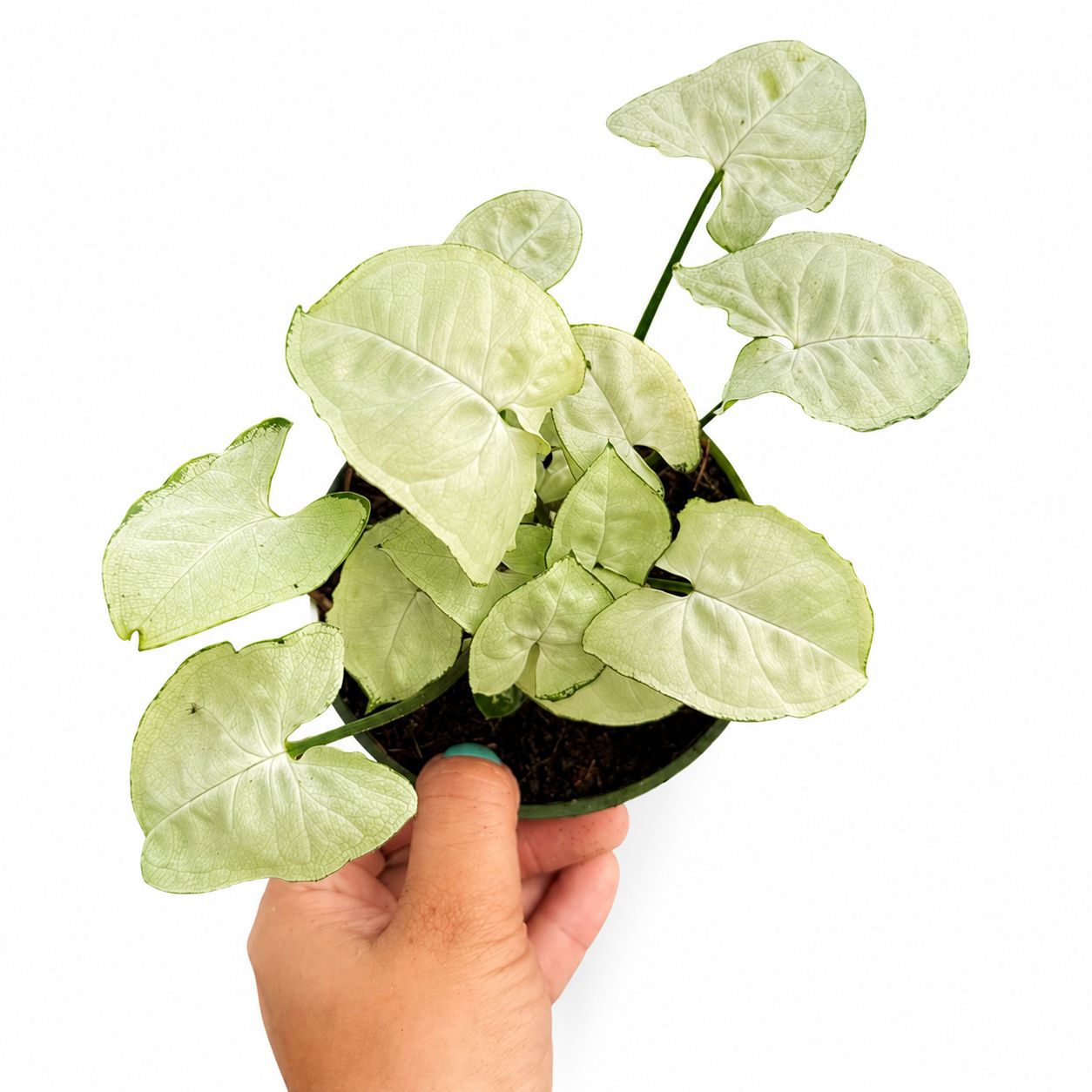 Sygonium butterfly 4”