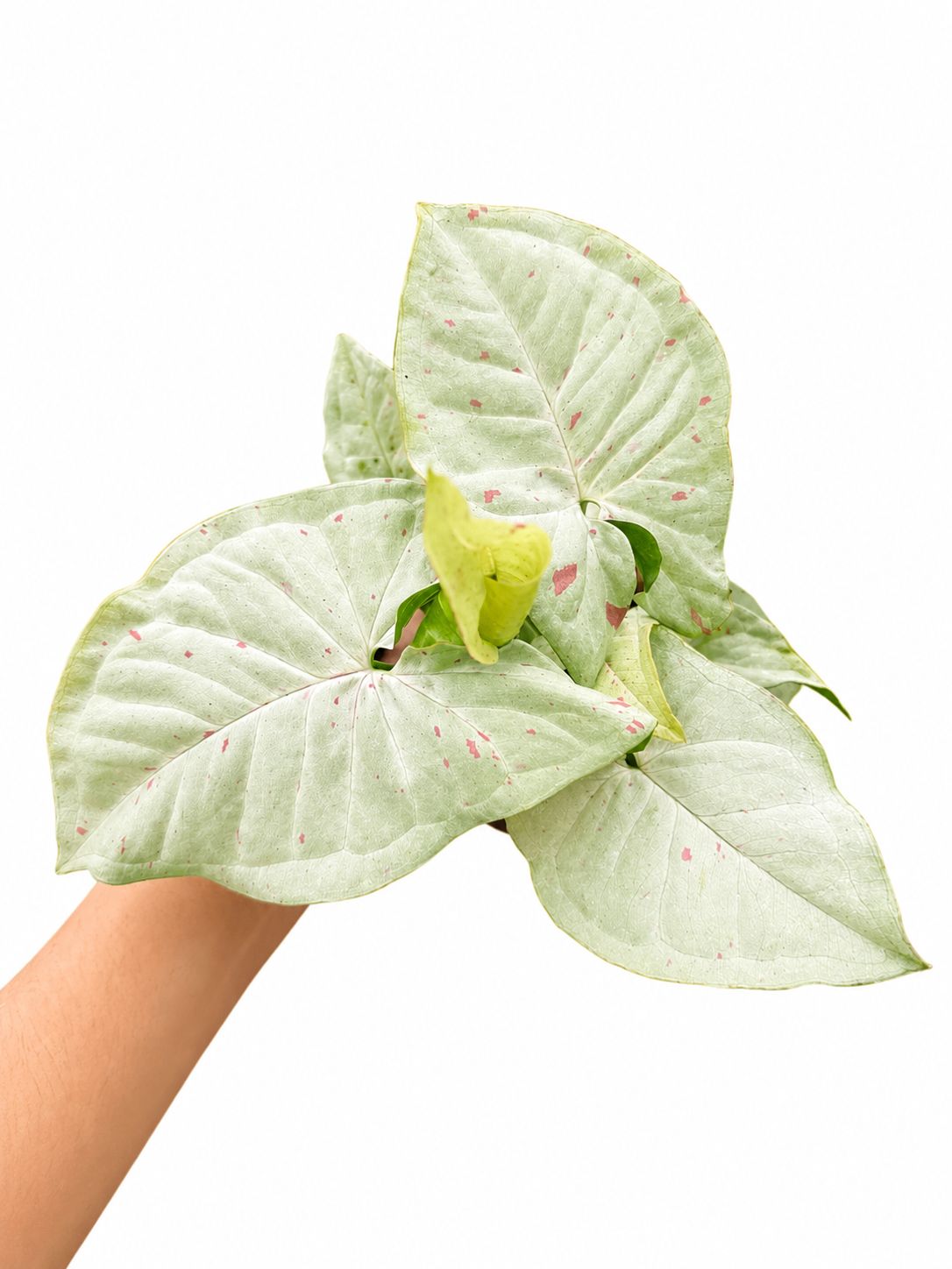 Sygonium milk confetti 4”
