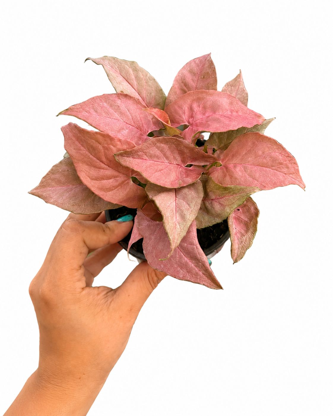 Sygonium pink 4”