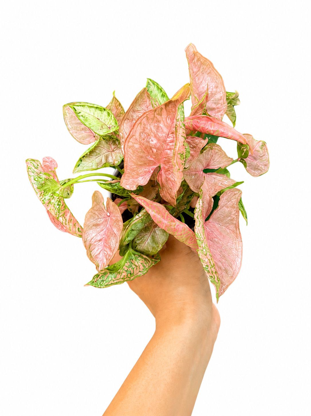 Sygonium pink salmon 3”