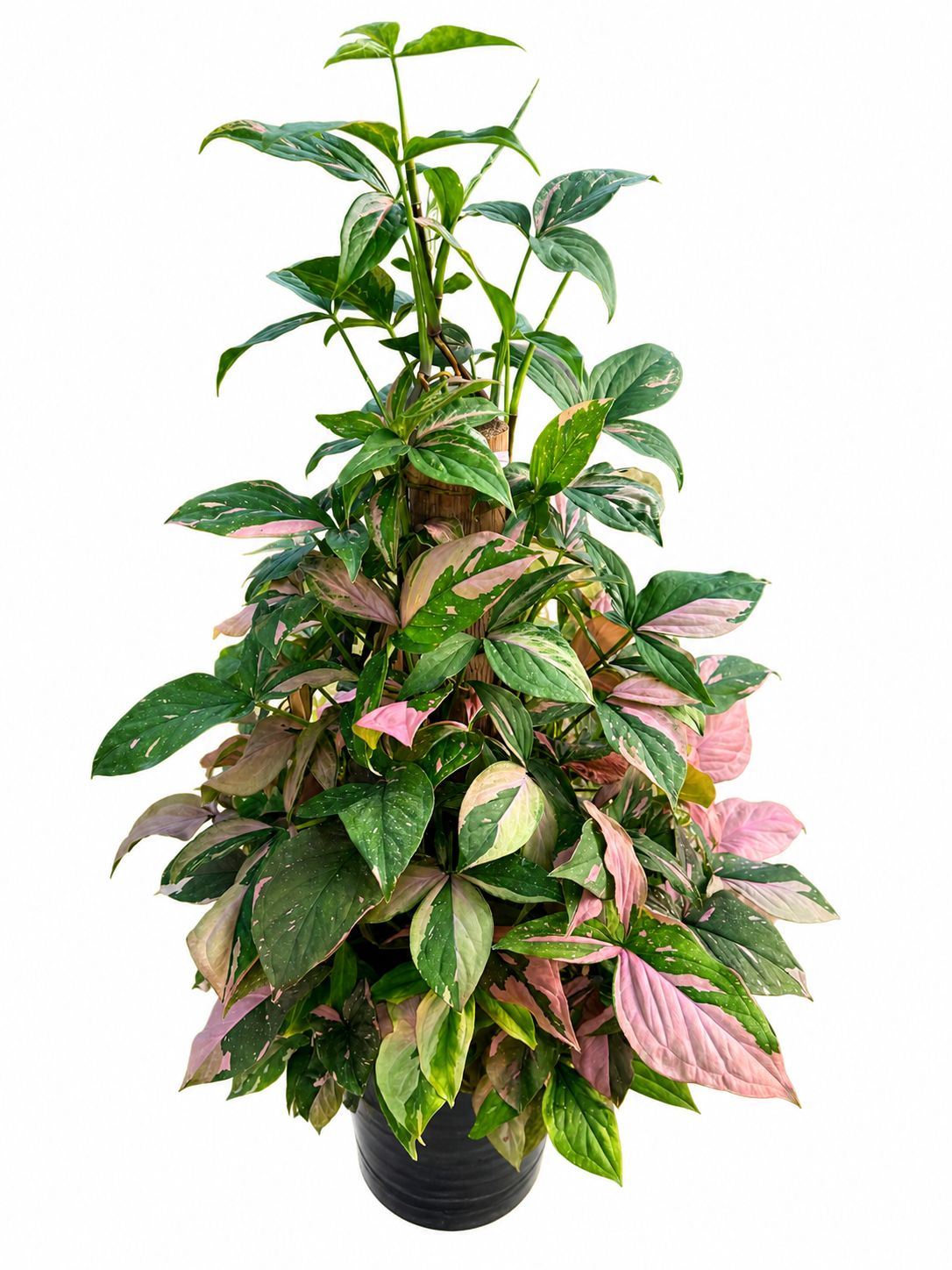Sygonium pink splash 1GL