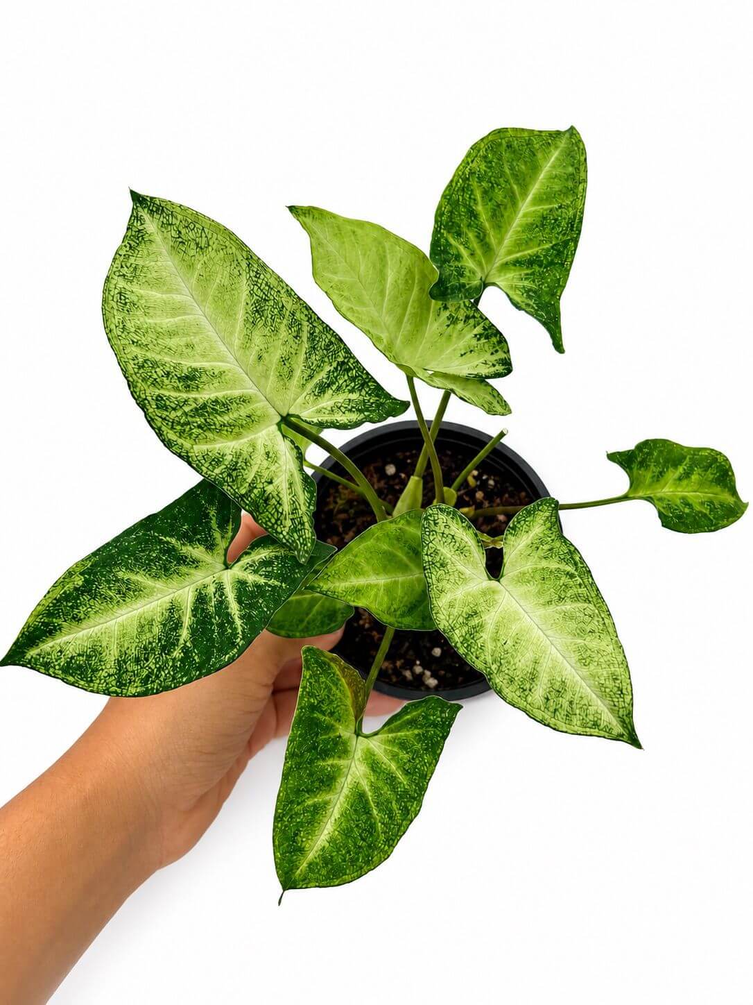 Sygonium podohyllum 4”