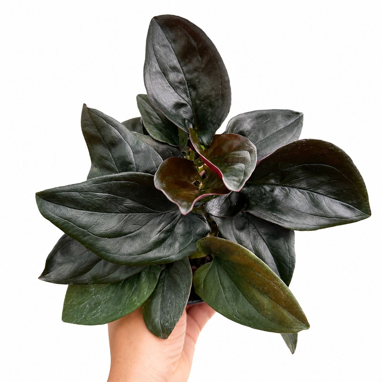 Sygonium red arrow 4”
