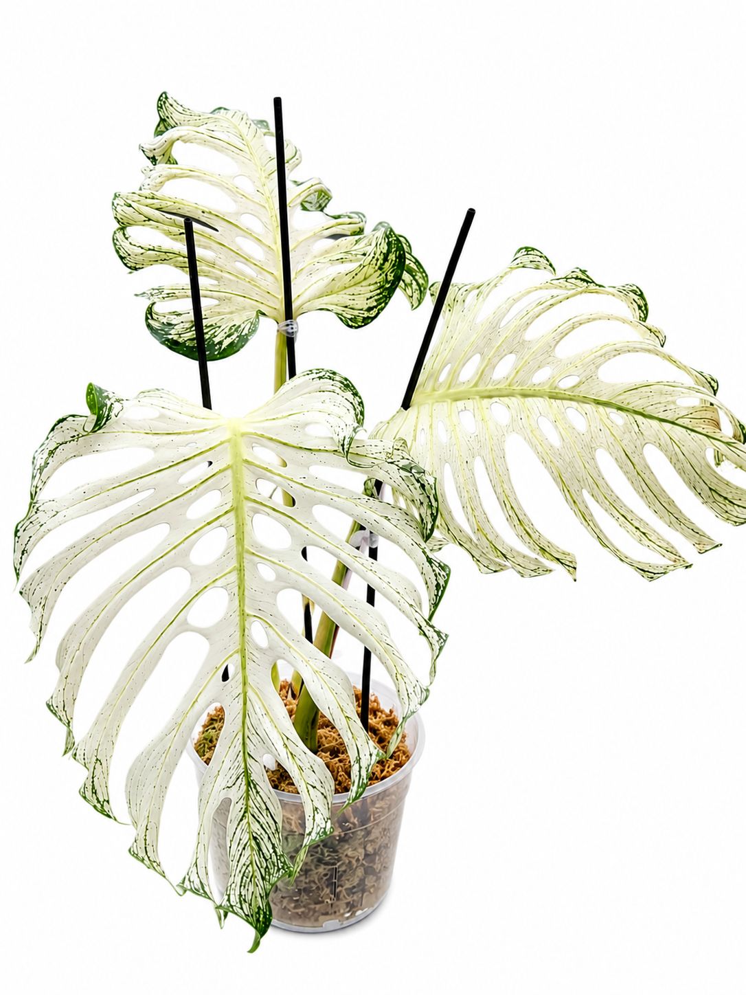 Monstera devil 6” Super rare