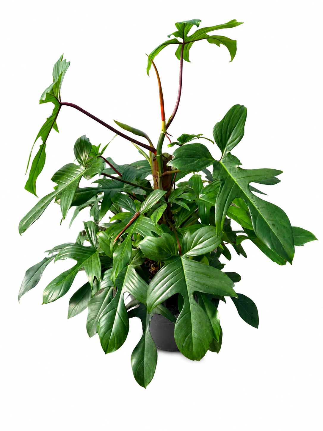Philodendron Florida green 1GL