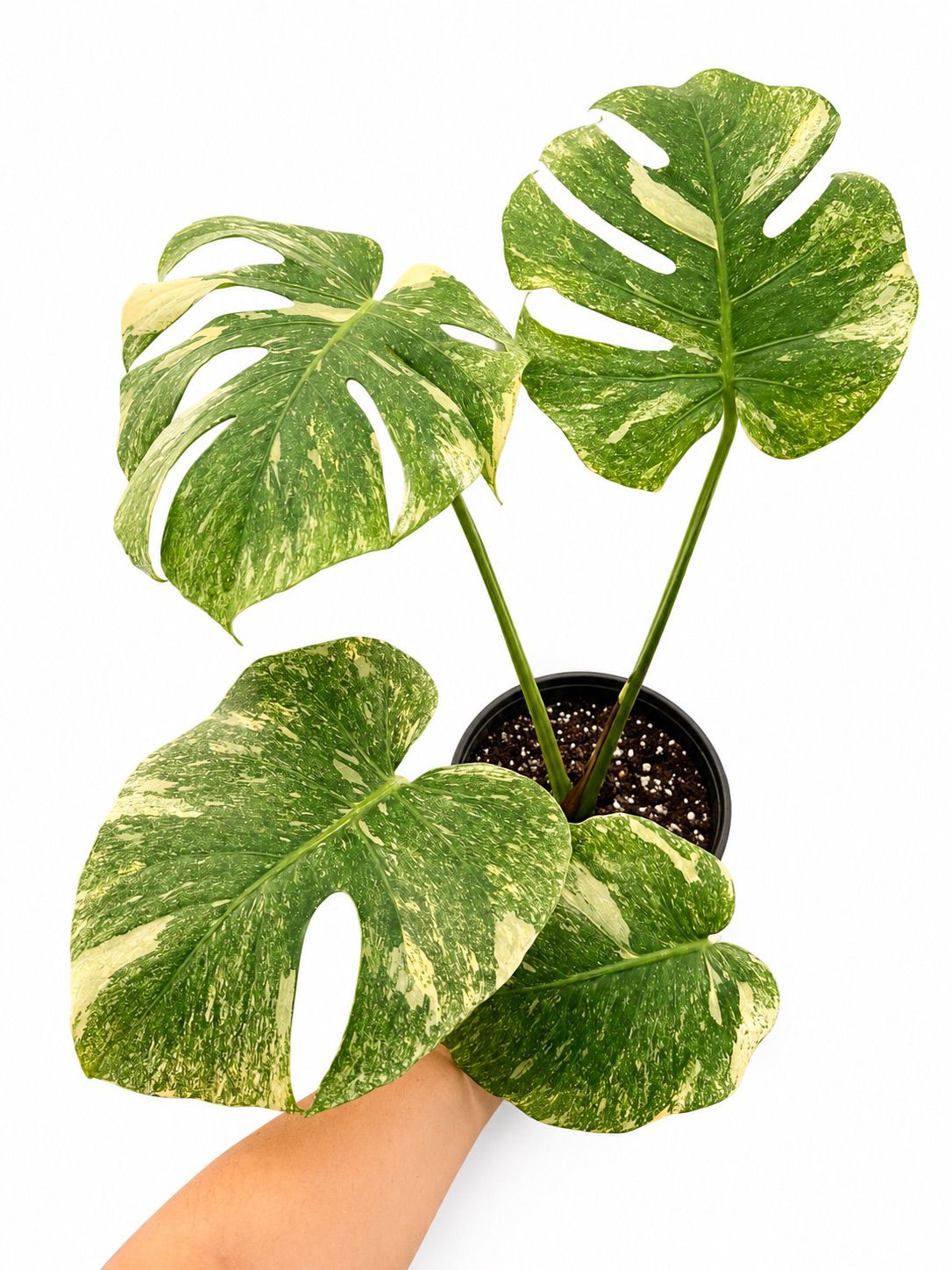 Monstera legacy 6”
