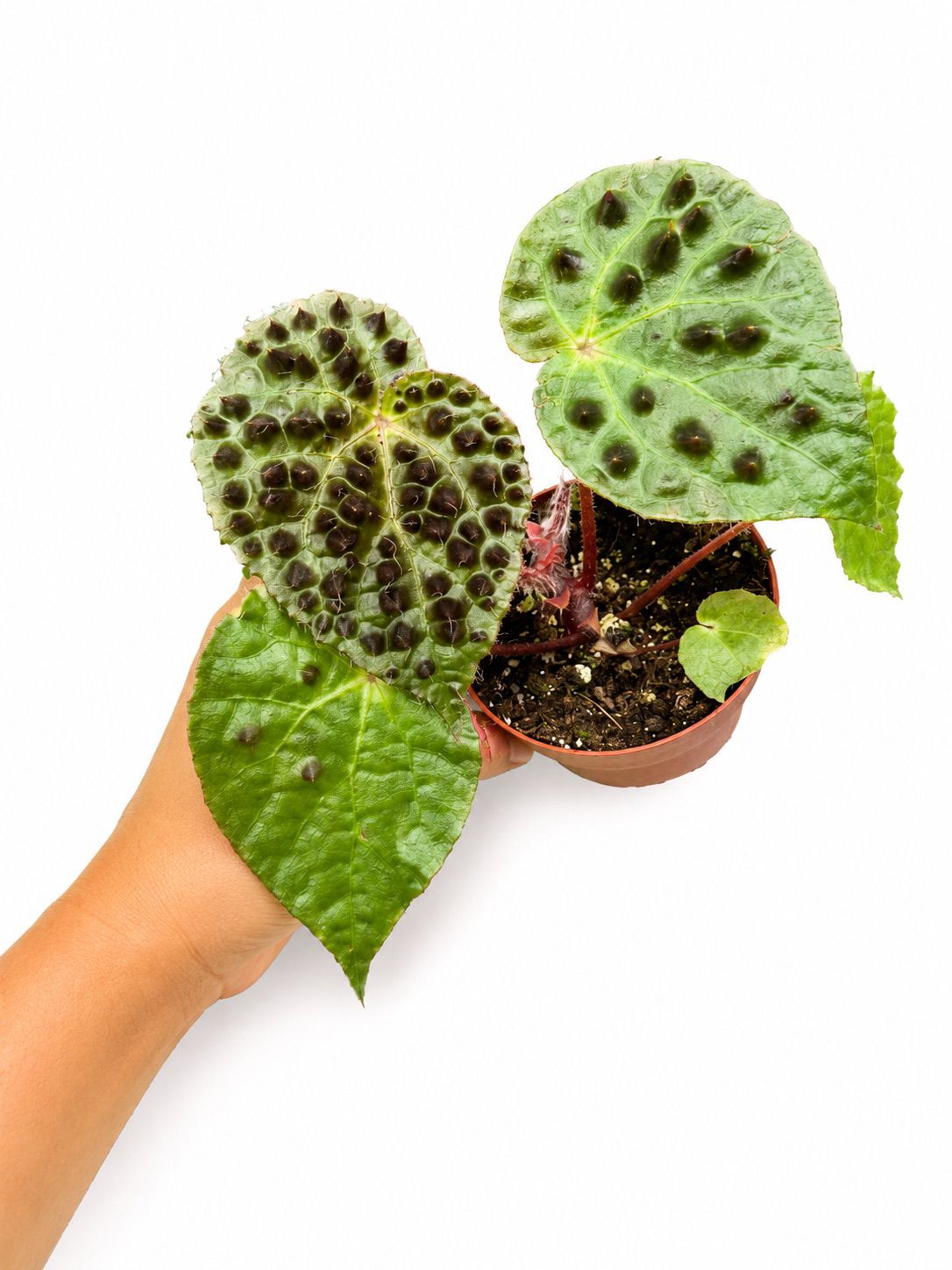 Begonia ferox 4”