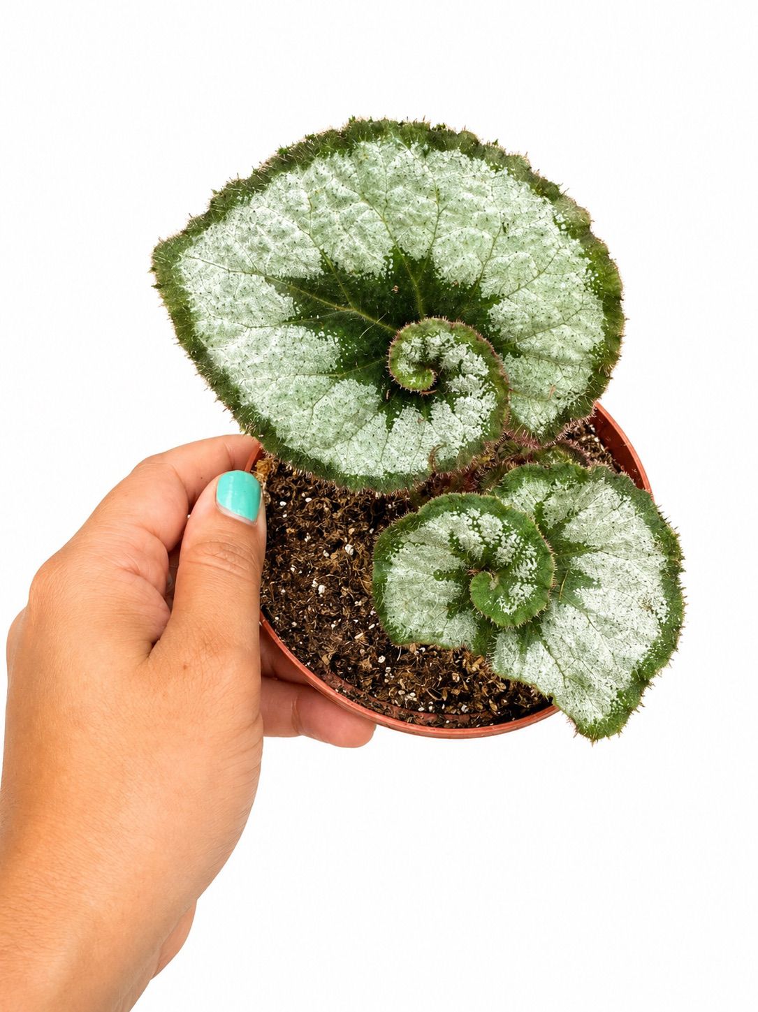 Begonia escargot 4”